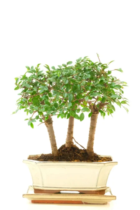 Woodland Scene Chinese Elm Bonsai Copse – Triple Bonsai Forest