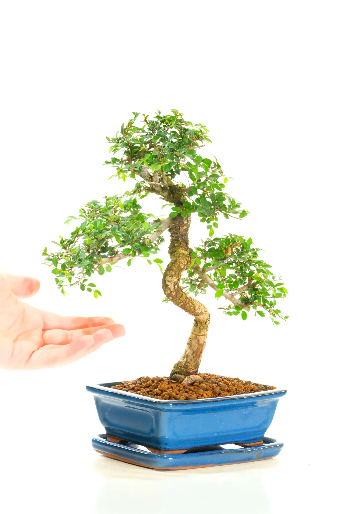 Very neat form Cork Bark Elm