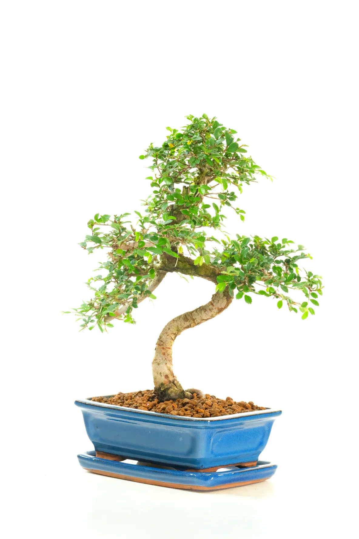 Cork bark Elm bonsai - Ulmus parvifolia bonsai in new blue pot
