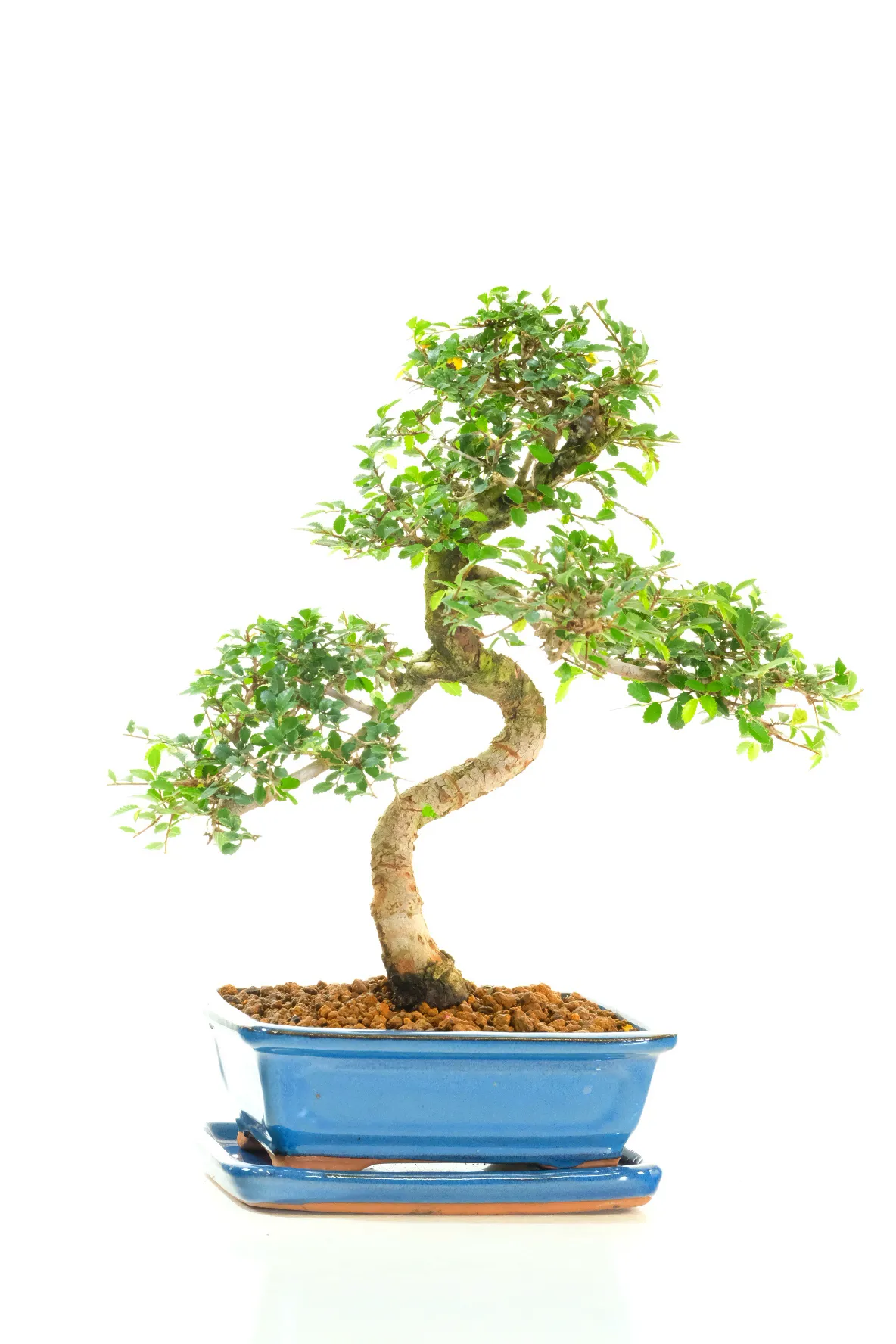 Premium Cork Bark Chinese Elm Bonsai – Twisting Elegance