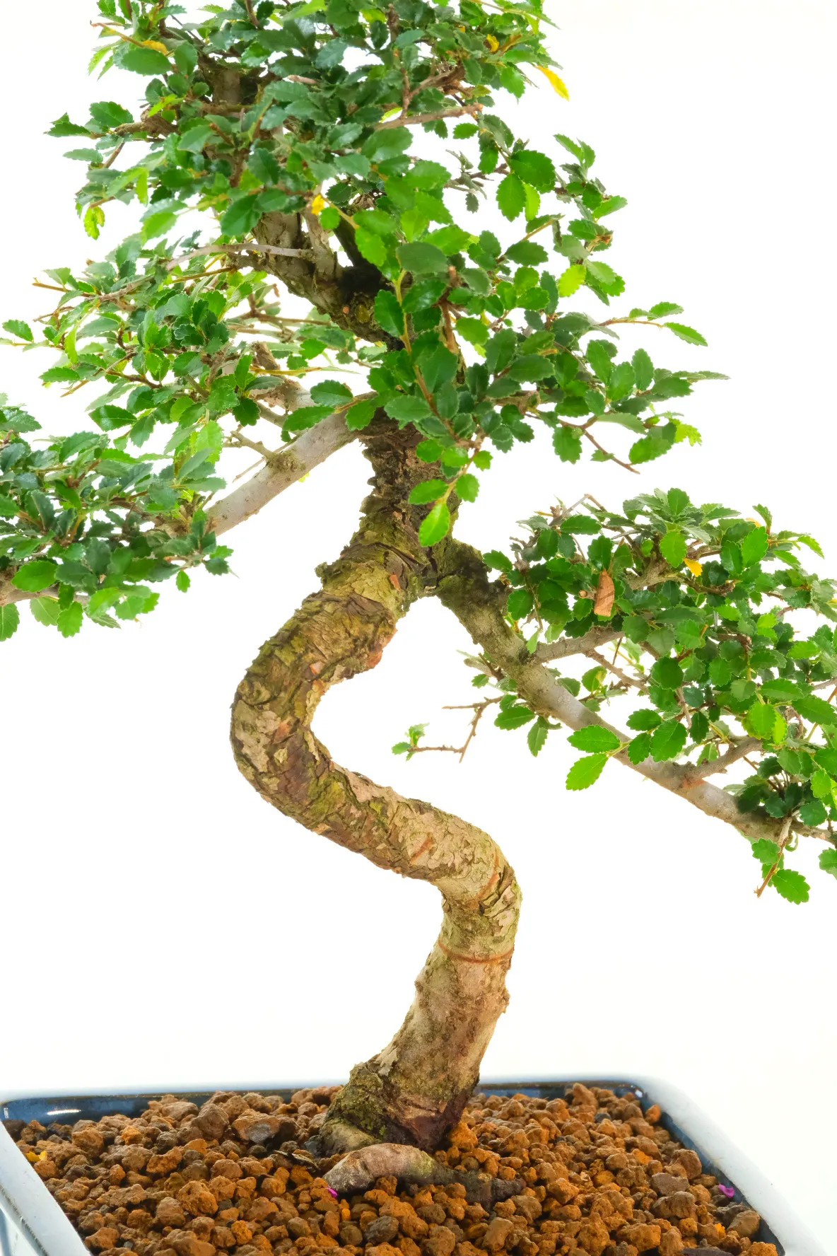 The twisty trunk for this Cork bark Elm Bonsai tree for sale