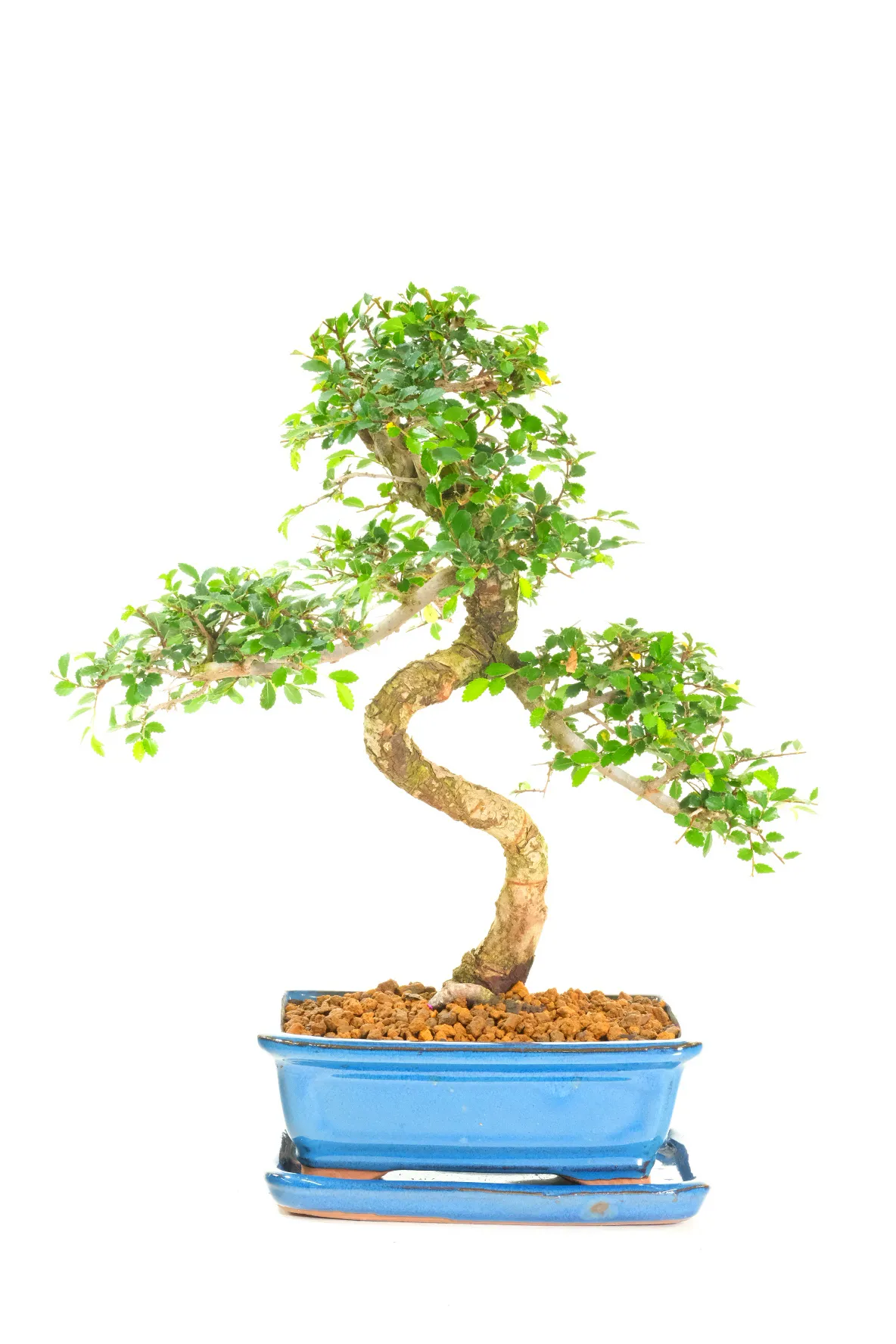Cork Bark Indoor Chinese Elm Bonsai with Twisty Trunk and Flaky Bark