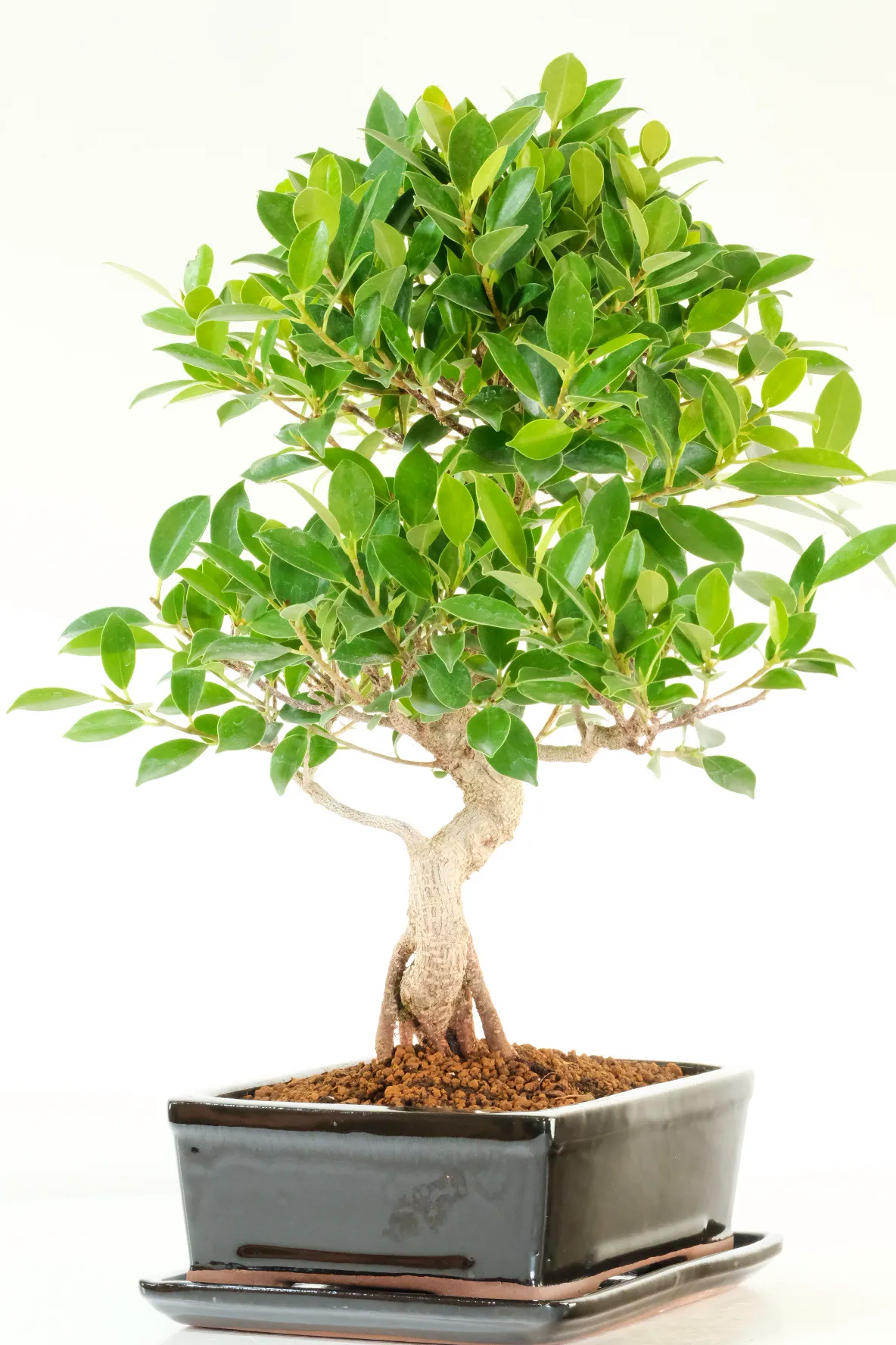 Top quality Ficus retusa bonsai specimen