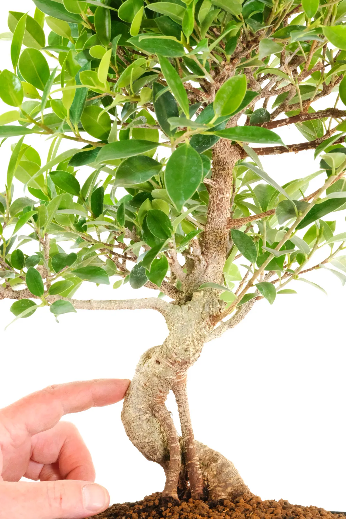 Captivating Ficus Retusa Indoor Bonsai: Spectacular Powerful Twisty Design