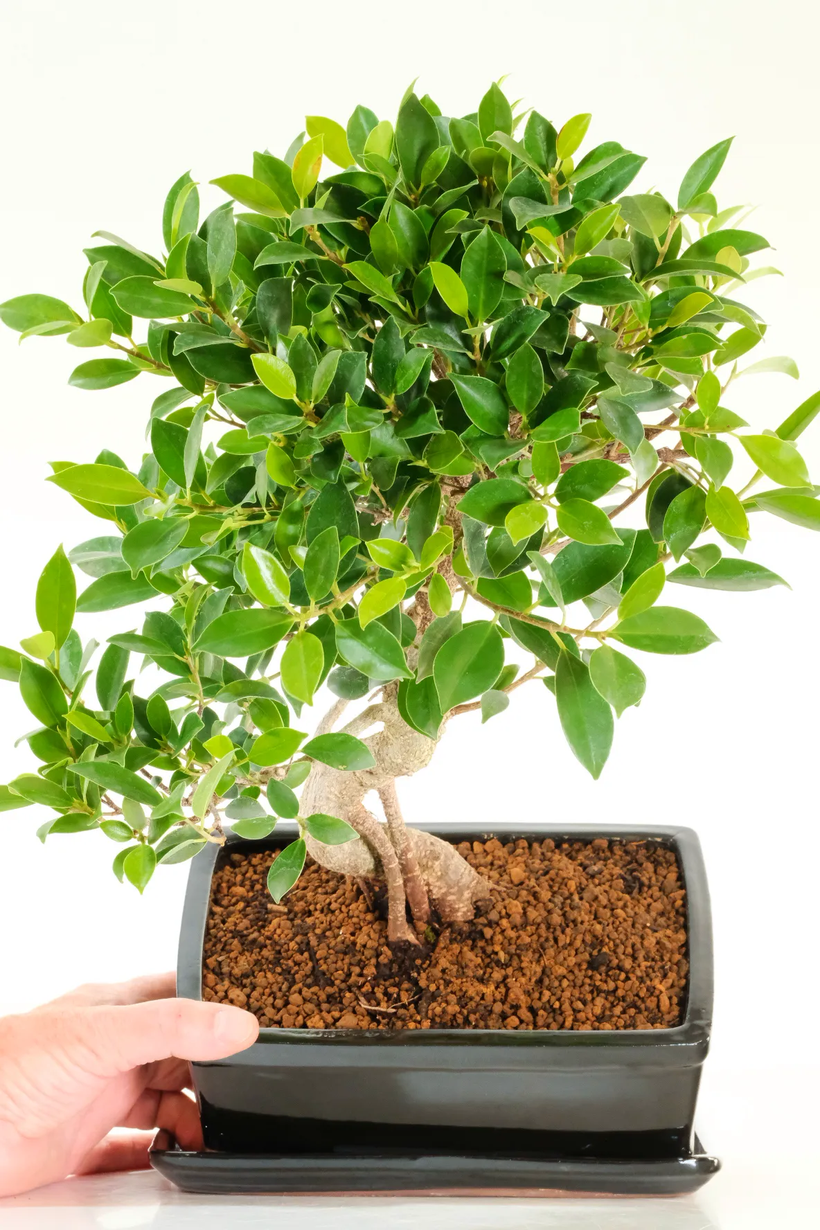 Captivating Ficus Retusa Indoor Bonsai: Spectacular Powerful Twisty Design