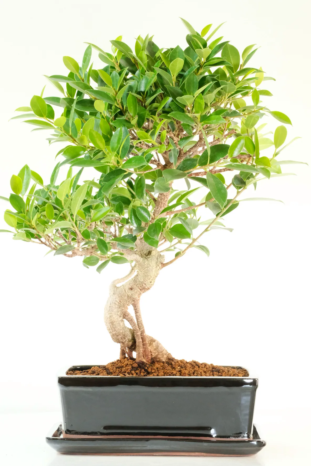 Ficus bonsai tree – Banyan Fig with Striking Aerial Roots and Flowing Form