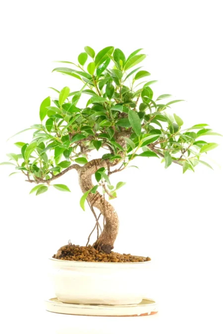 Distinctive Design and Presentation
