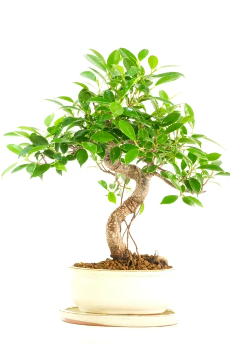 Gorgeous 12-Year-Old Bonsai Ficus retusa | Elegant Banyan Tree with Aerial Roots – Perfect for Beginners