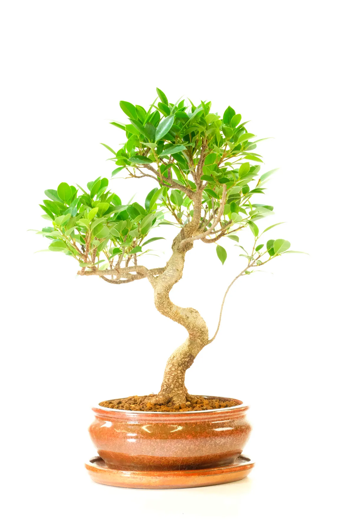 Ficus retusa bonsai in new bronze pot for sale