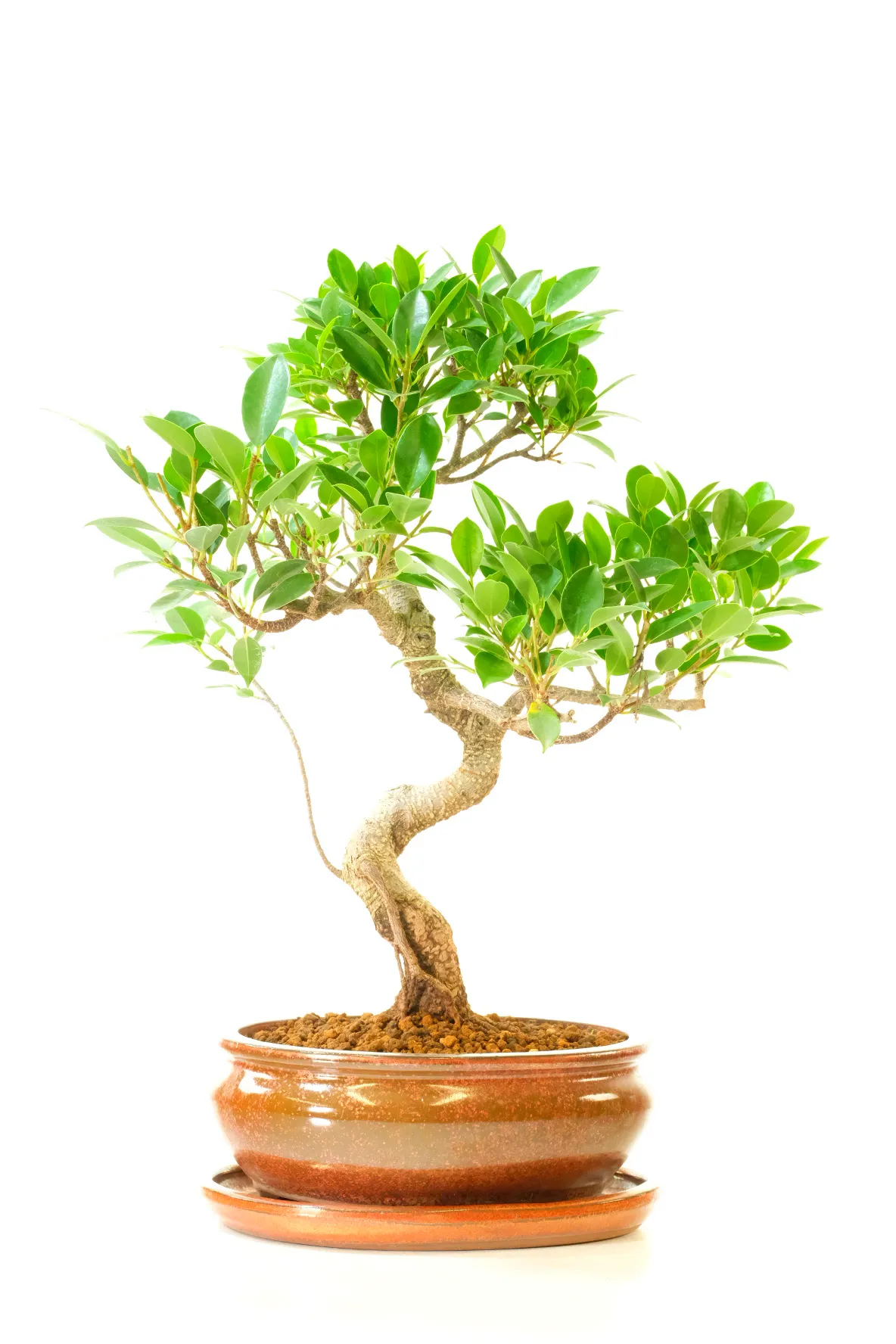 High quality Ficus bonsai tree for sale