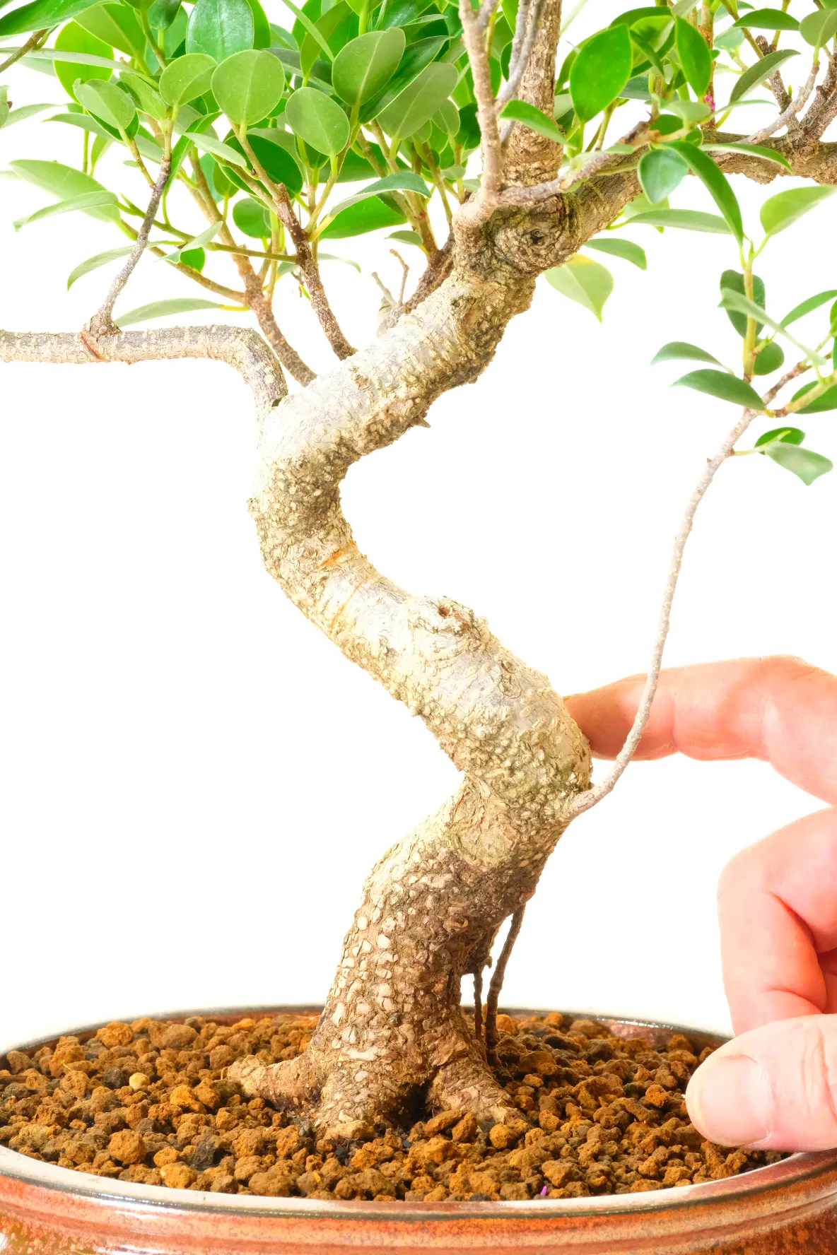 Beautifully Shaped and Styled Premium Range Ficus Bonsai Tree