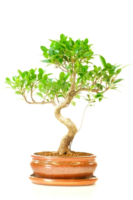 Bonsai Ficus Tree for Sale – Premium Indoor Ficus Bonsai