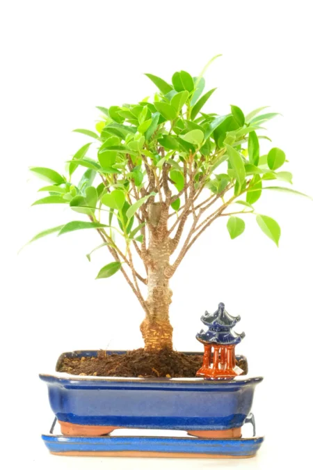Powerful Informal Upright Ficus Bonsai | Elegant, Easy-Care Indoor Tree for Beginners