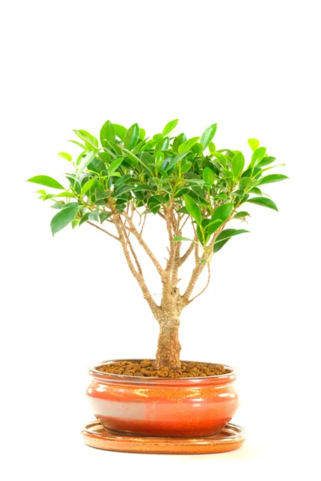 Bonsai Ficus – Strong Trunk with Glossy Green Leaves
