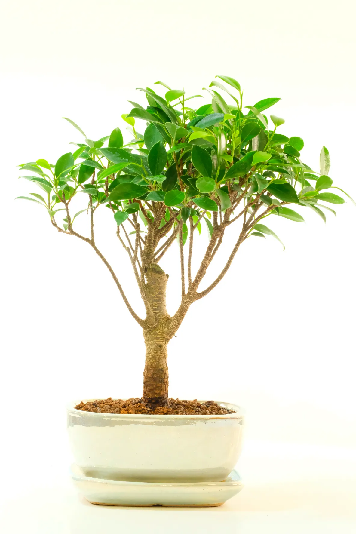 A Stylish & Meaningful Bonsai Gift