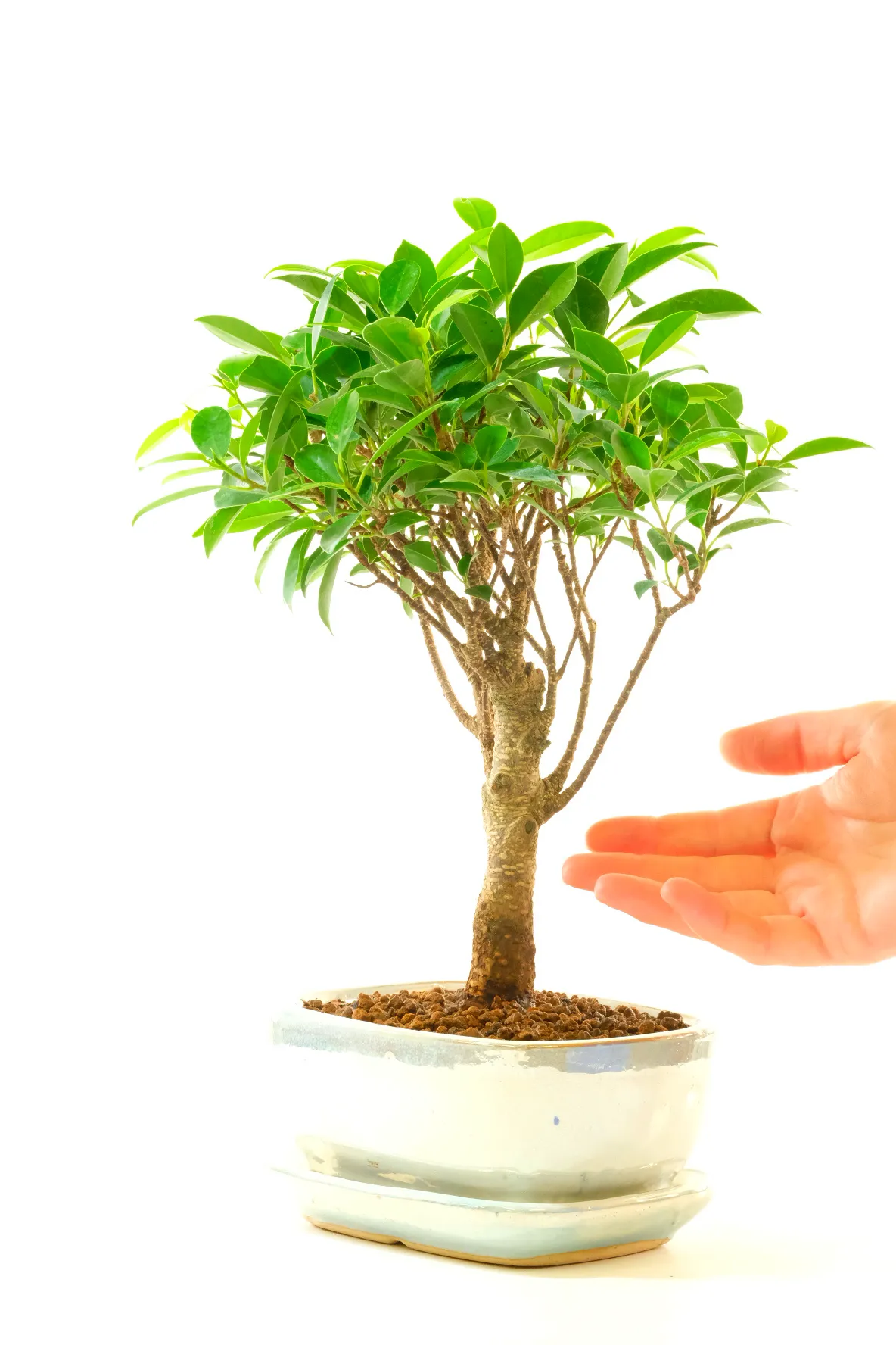 Pearlescent Ivory Ceramic Bonsai Pot