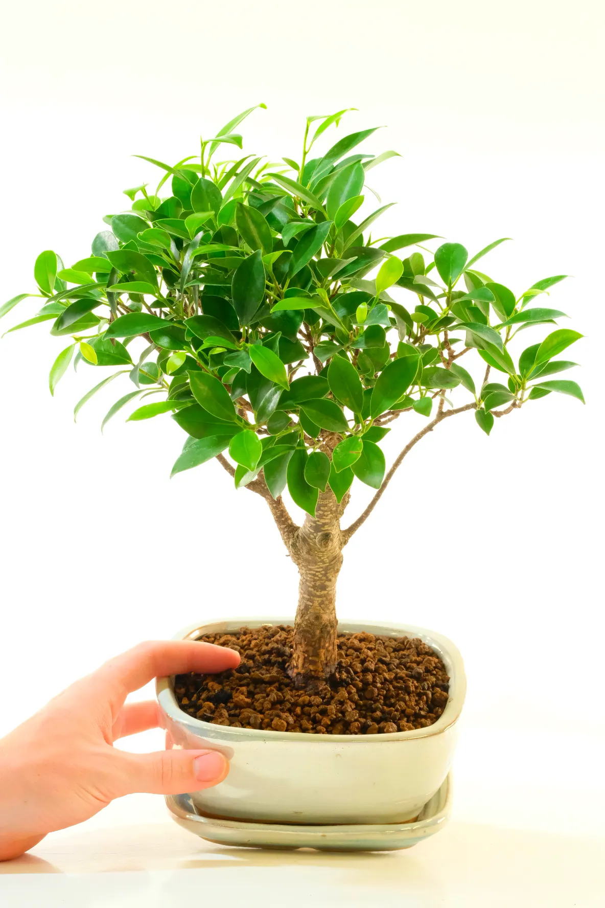 Beautifully Balanced 8-Year-Old Ficus Bonsai