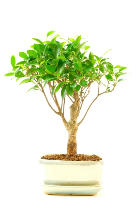 Easy Care Ficus Broom-Style Bonsai Tree | Premium Indoor Bonsai