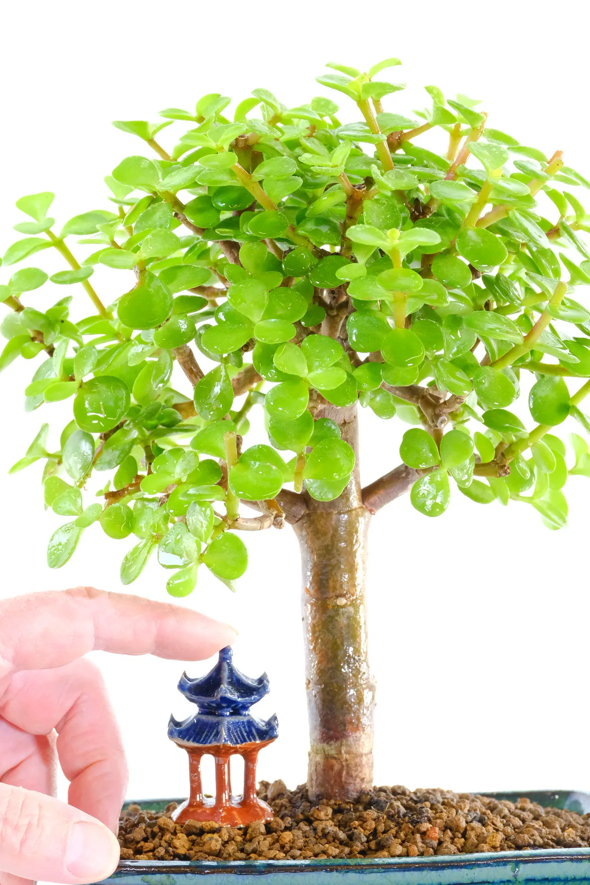 Orchard-Style Jade Bonsai with Distinctive Leaves - The Money Tree