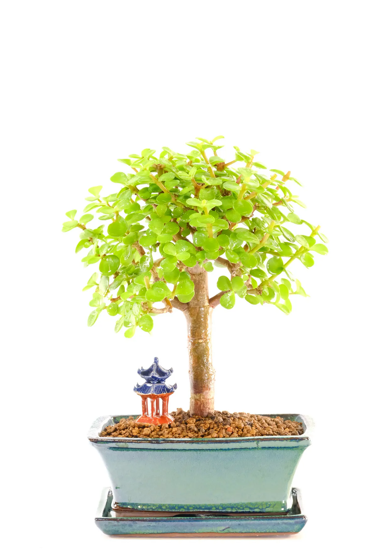 Orchard-Style Jade Bonsai – The Money Tree