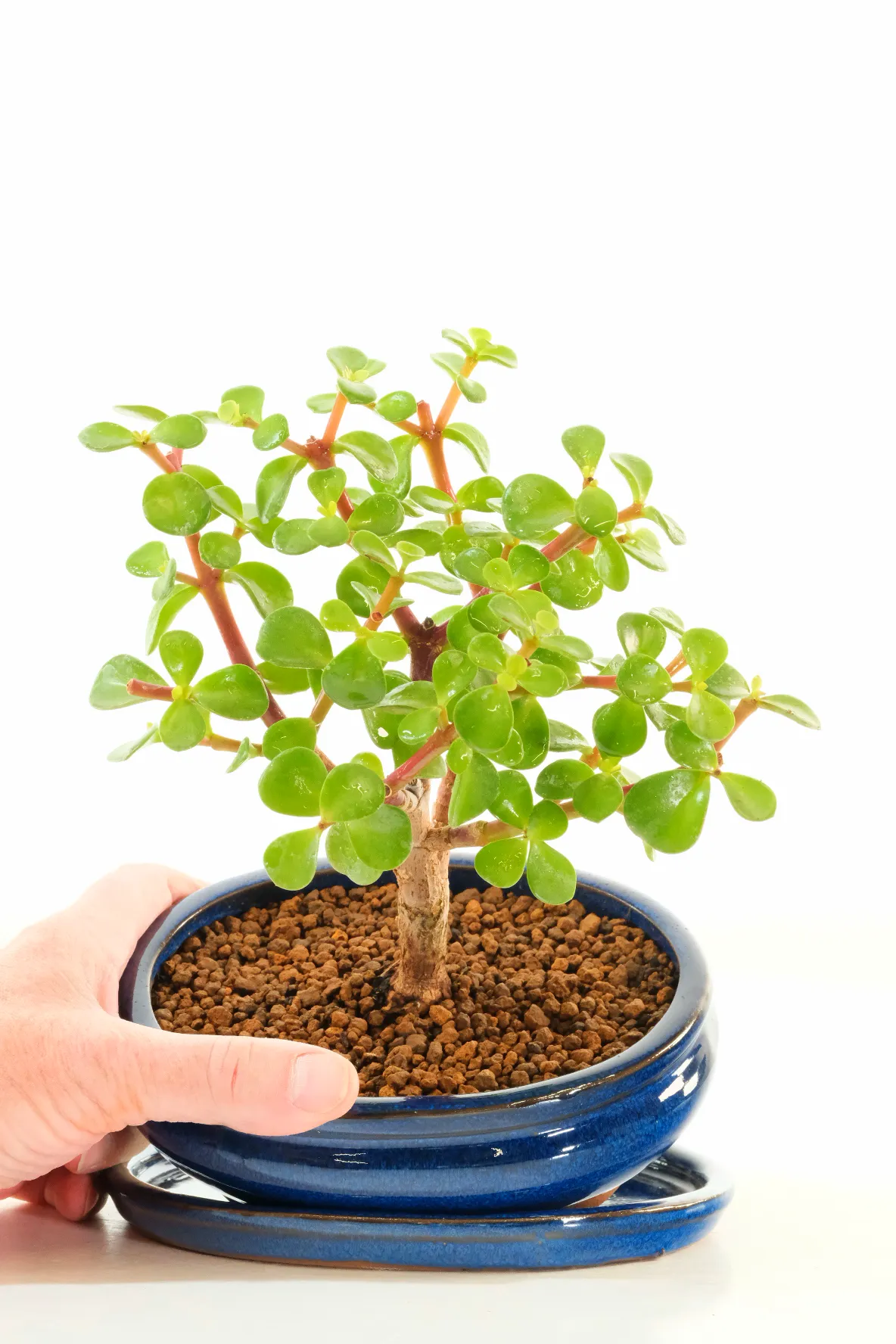 Adorable Jade Bonsai - Money Tree Bonsai - Good Luck & Prosperity