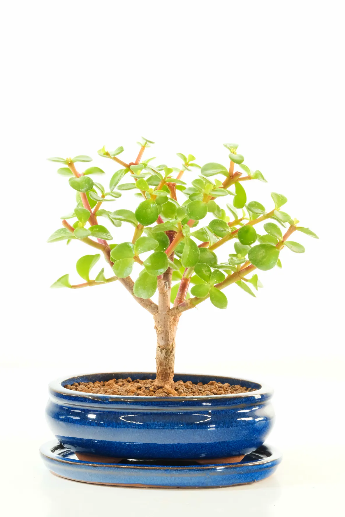 Outstanding 5-Year-Old Money Tree Bonsai (Jade) with chunky trunk