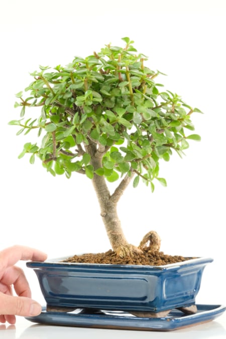 High quality Jade bonsai for sale in new blue pot with tray