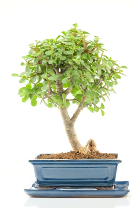12-Year-Old Jade Money Tree Bonsai | Exceptional Root Flare & Powerful Trunk