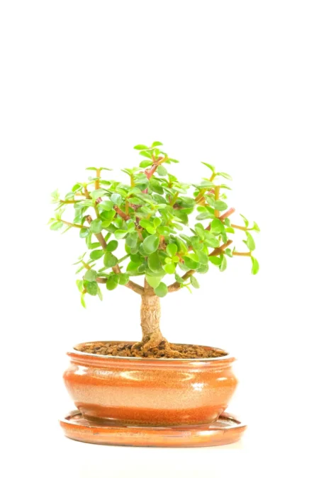 Shohin Money Tree Bonsai Plant Symbolises Luck & Prosperity | Neat & Compact