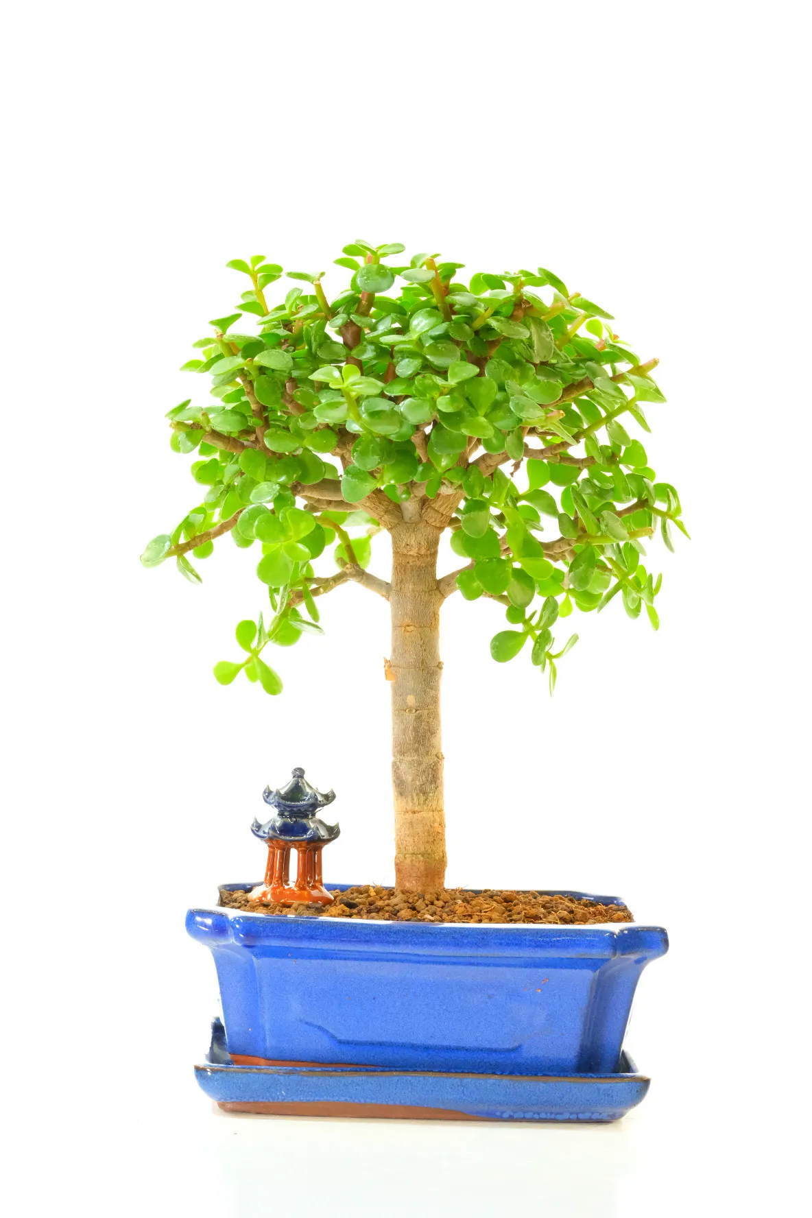 Jade plant bonsai with oriental temple