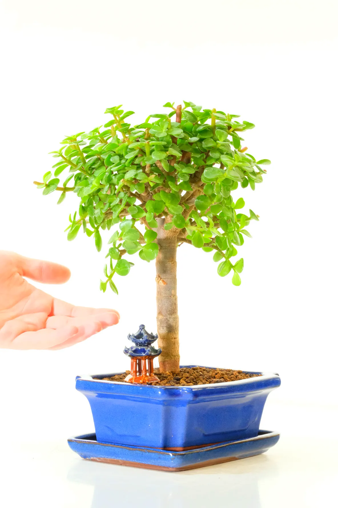 Jade or money plant bonsai - Portulacaria afra