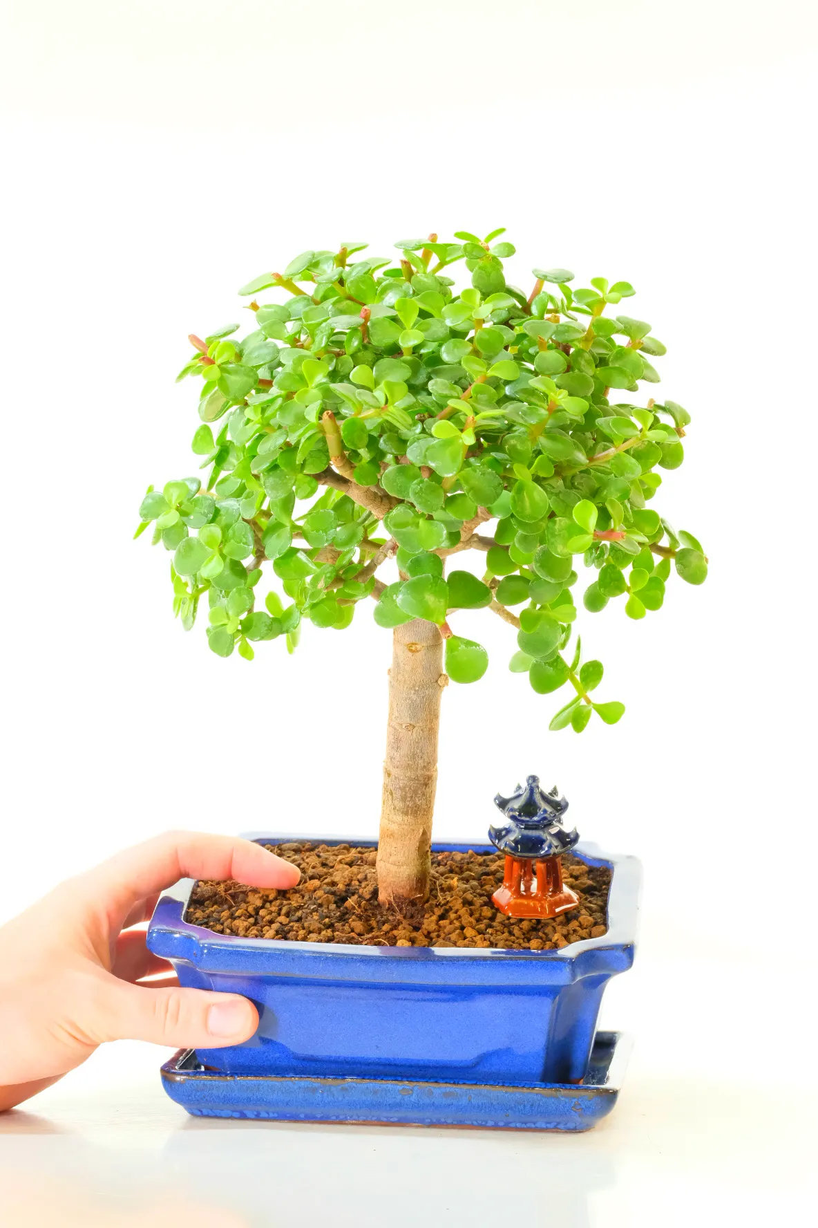 Graceful Jade (Money Tree) - Easy Beginners Bonsai - Symbolises Luck & Prosperity