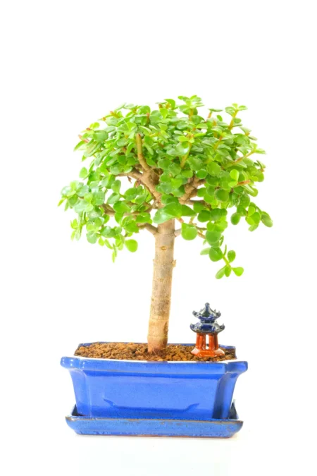 Fabulously Stylish Jade Money Tree Bonsai – Tree of Luck & Prosperity