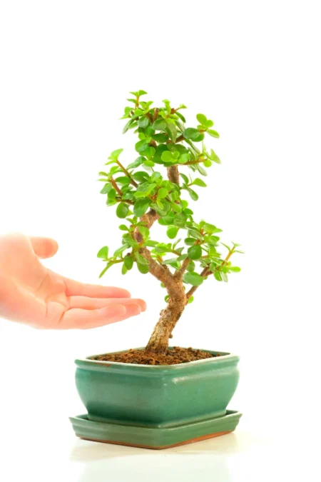 Money plant bonsai for sale in jade pot