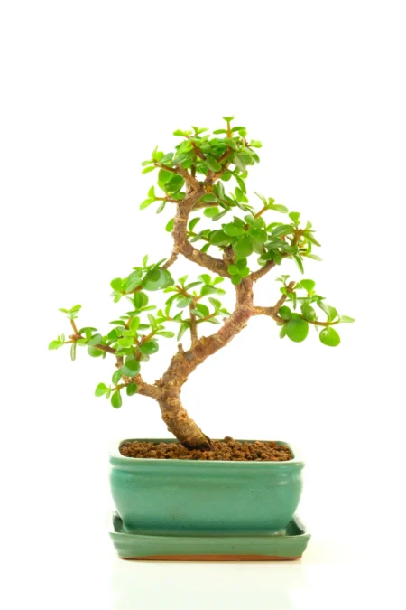 Premium Money Tree Bonsai | Stunning Twist-Form Trunk