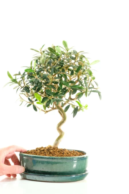 Premium Olive bonsai tree for sale with serpentine trunk flow