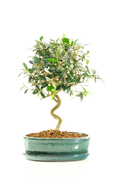Adorable Dwarf Olea europaea Olive Bonsai Tree – 36cm Premium Indoor Specimen