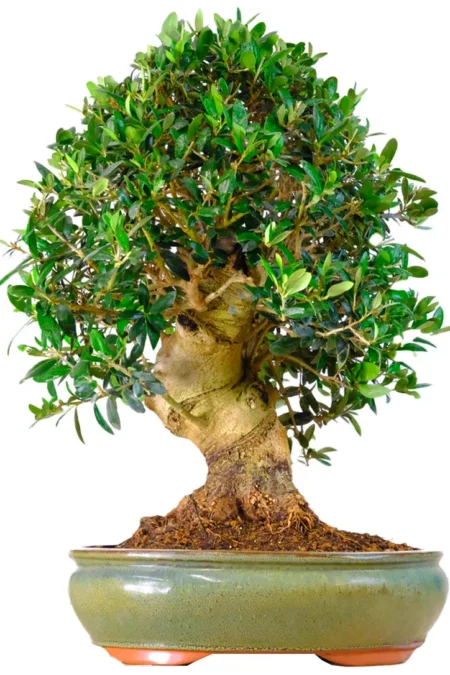 Magnificent 30-Year-Old Olive Specimen Bonsai Tree | Mighty Ancient Trunk