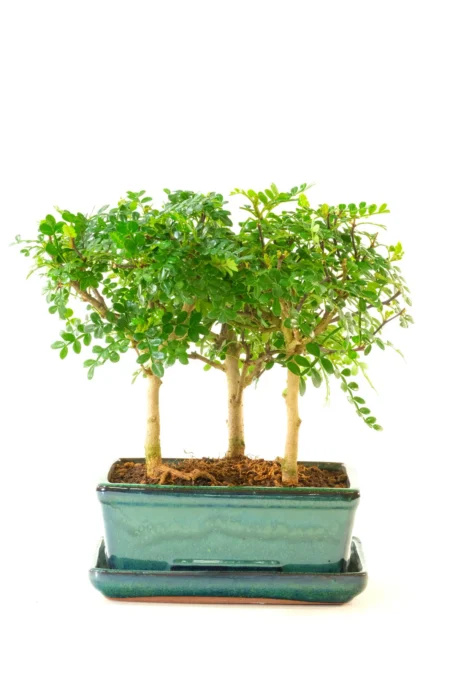 Triple Pepper Tree Woodland Forest Bonsai | Aromatic Indoor Bonsai