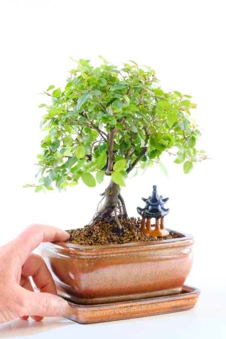 Fruiting dwarf indoor bonsai tree for beginners
