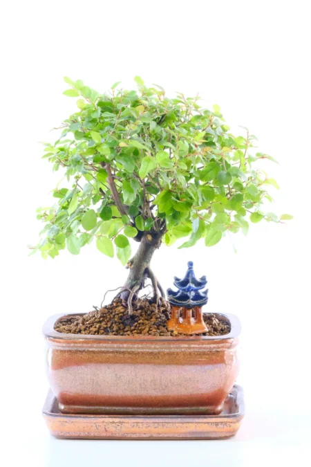 Characterful Chinese Sweet Plum Bonsai with Oriental Temple