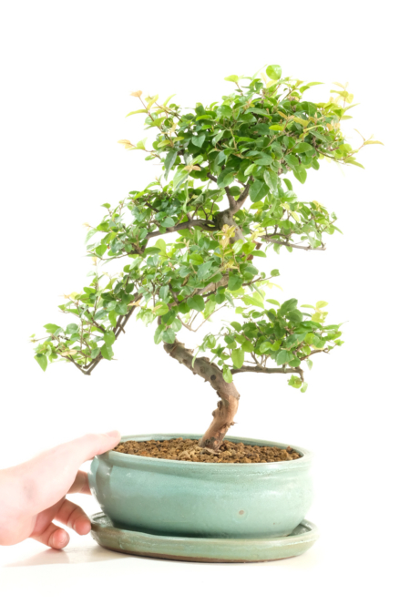 Mature Sageretia bonsai tree for sale | Great for beginners