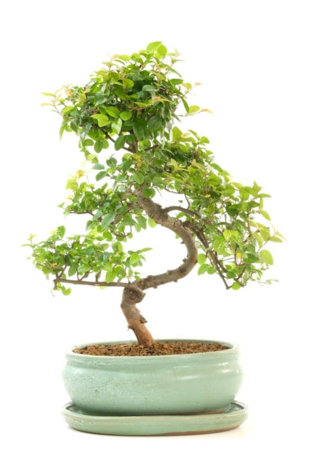 Fabulously Fruiting Chinese Sweet Plum Indoor Bonsai Tree - Incredible Design