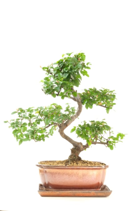 15-Year-Old Sageretia Bonsai Tree | Elegant Dwarf Fruiting Sweet Plum