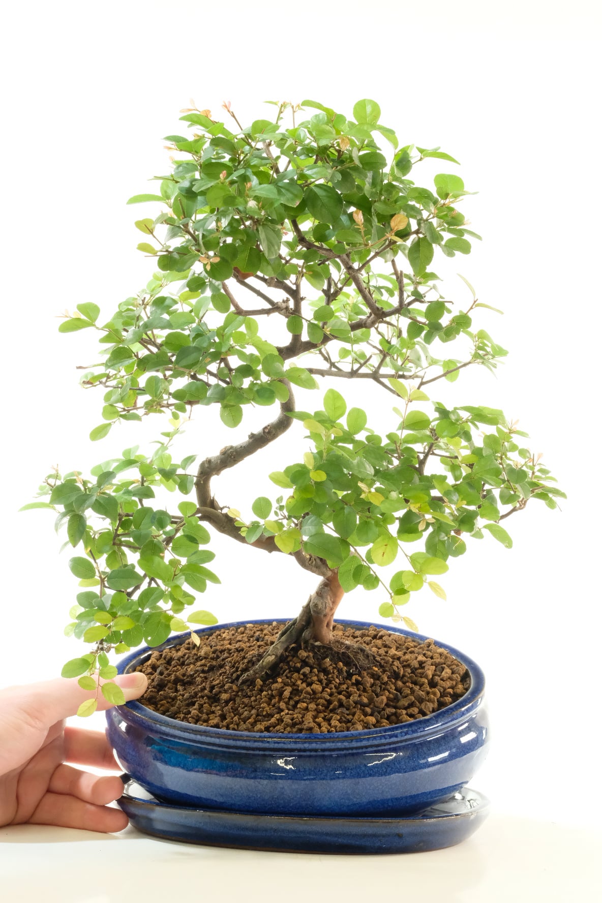 A Striking Top Quality Sageretia Bonsai Tree with Beautiful Taper & Balanced Structure