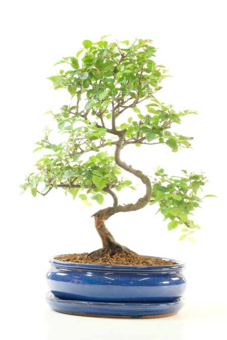 Quality Sageretia Bonsai Tree | Exceptional Fruiting Sweet Plum in Royal Blue Glazed Pot