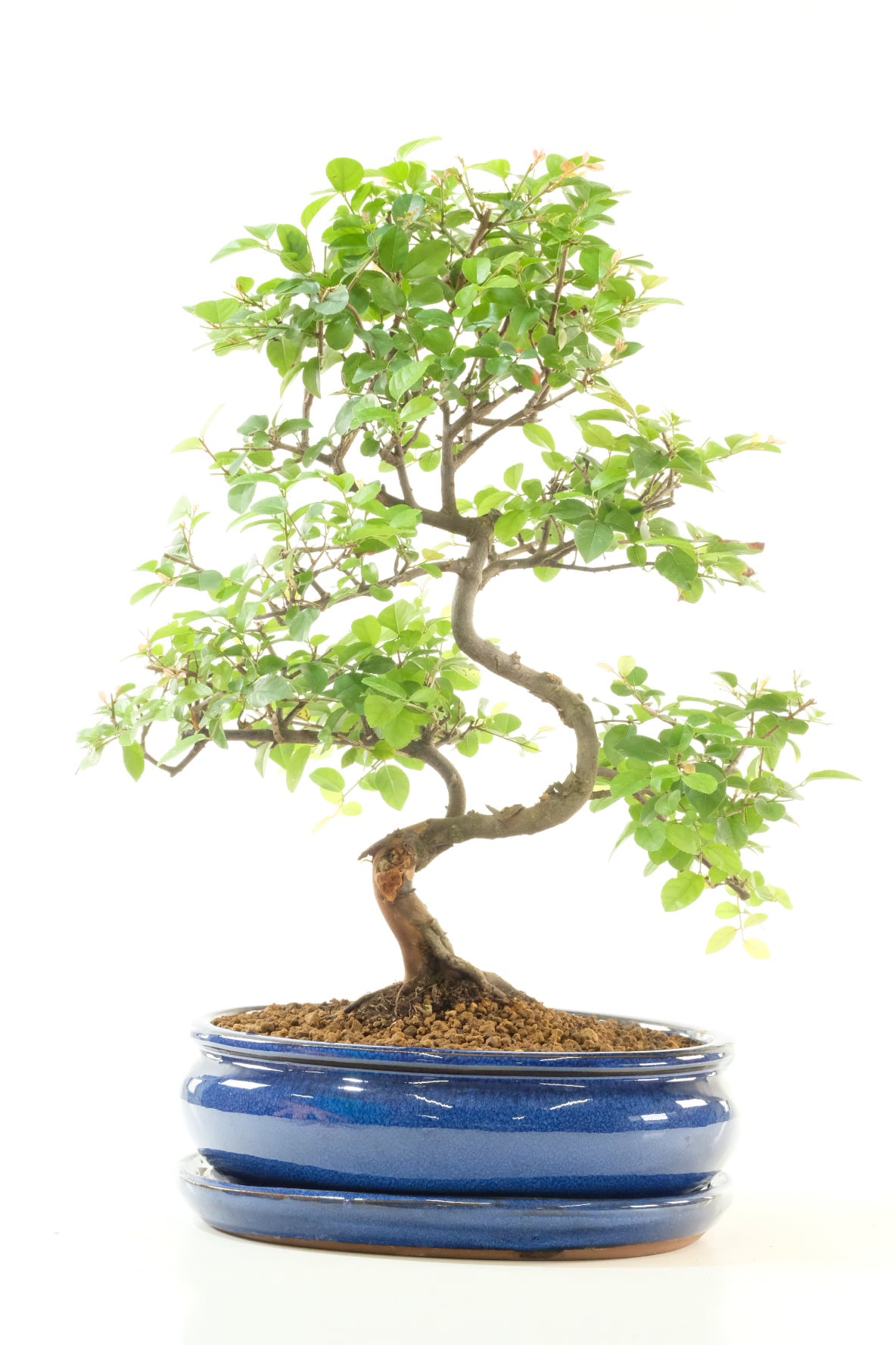 Quality Sageretia Bonsai Tree | Exceptional Fruiting Sweet Plum in Royal Blue Glazed Pot
