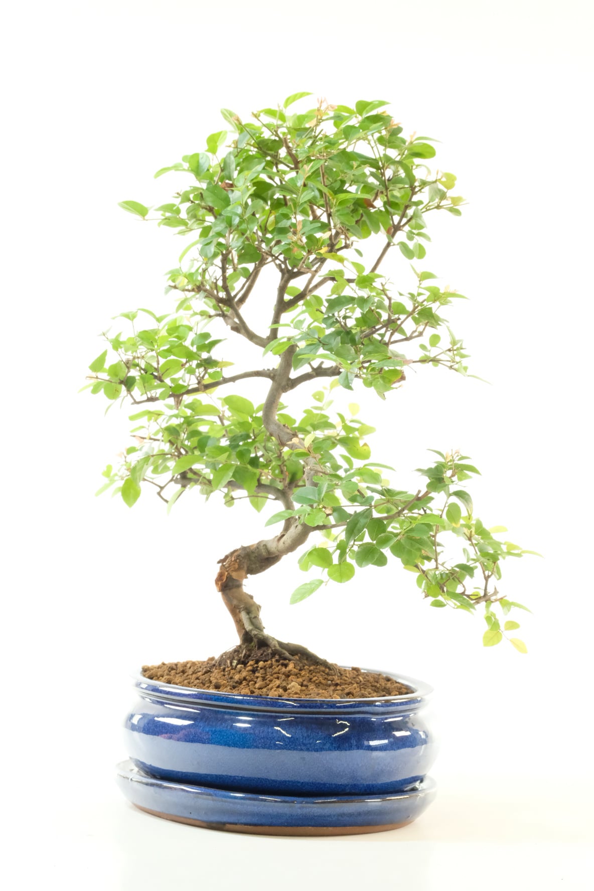 A Premium Sweet Plum Bonsai with Beautiful Styling & Natural Elegance