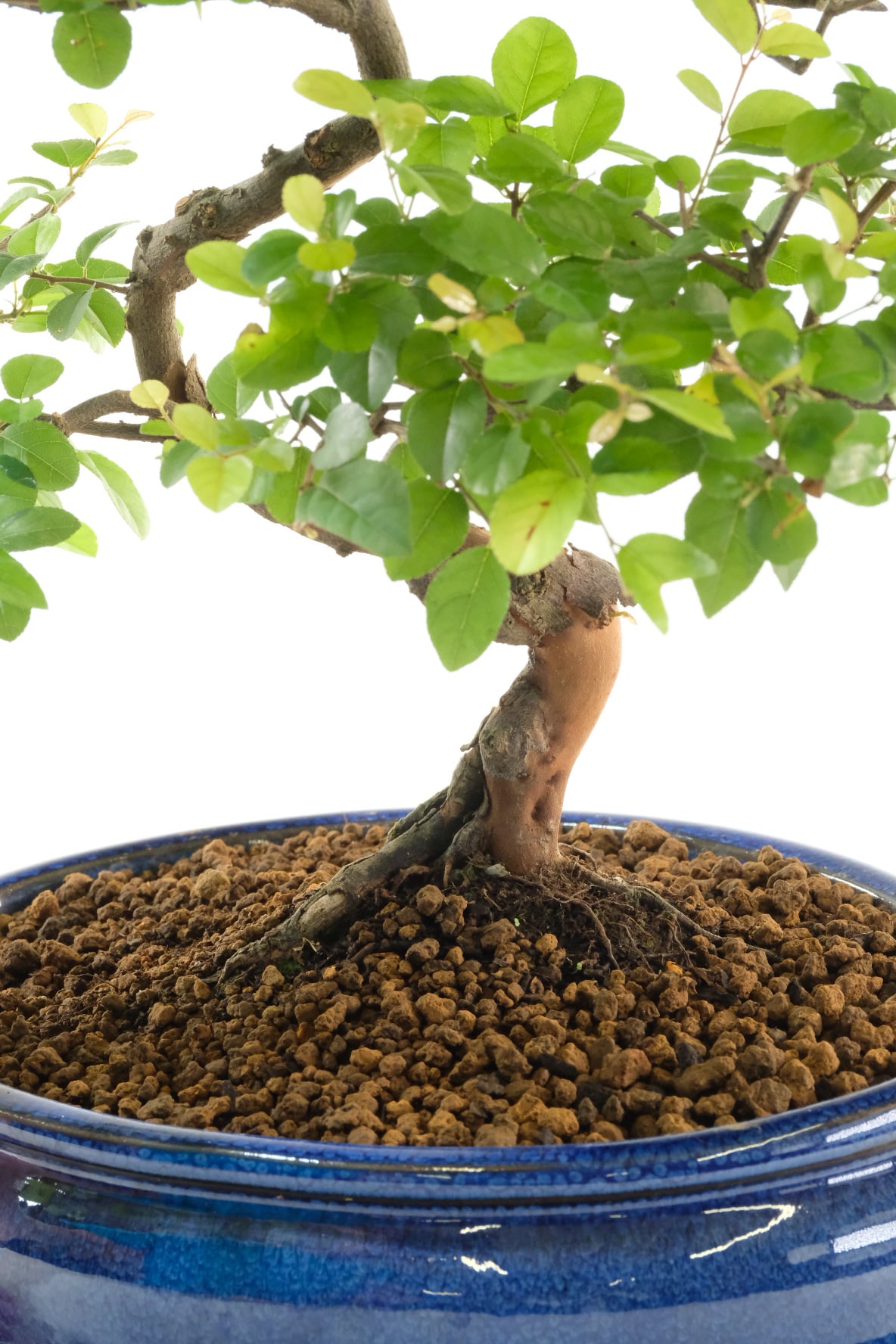 The beautiful base of the trunk and nebari of this sageretia bonsai tree