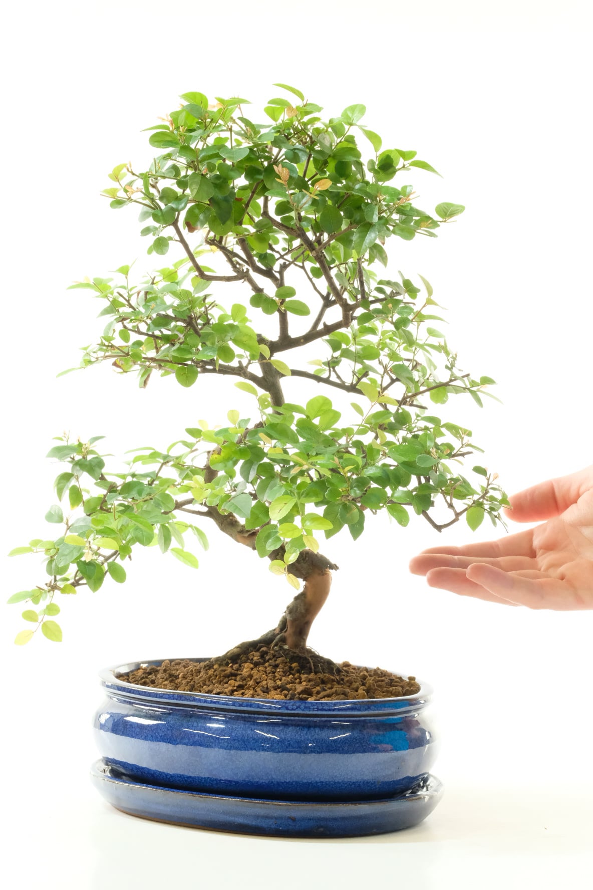 Elegantly-Shaped Fruiting Sweet Plum Indoor Bonsai Tree with Gentle Curves